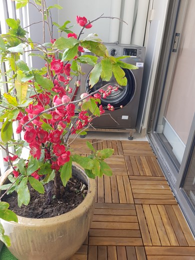 Apartment for rent D227857 (14)